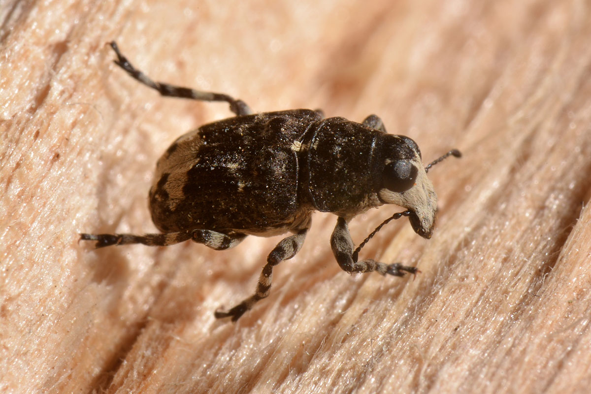 Anthribidae: Tropideres albirostris?  Sì !